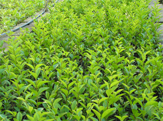 Ligustrum Ovalifolium